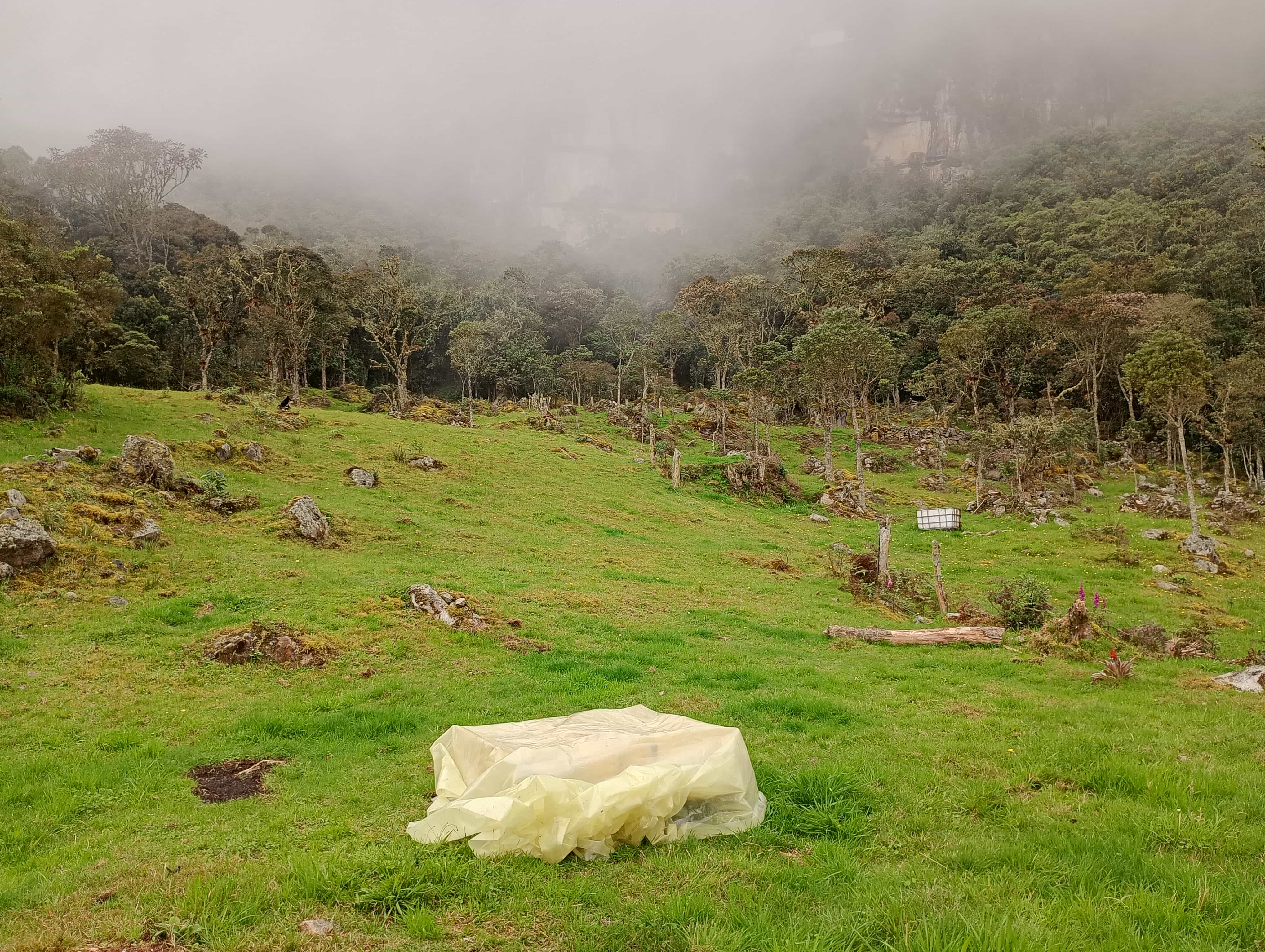 Camping entre árboles