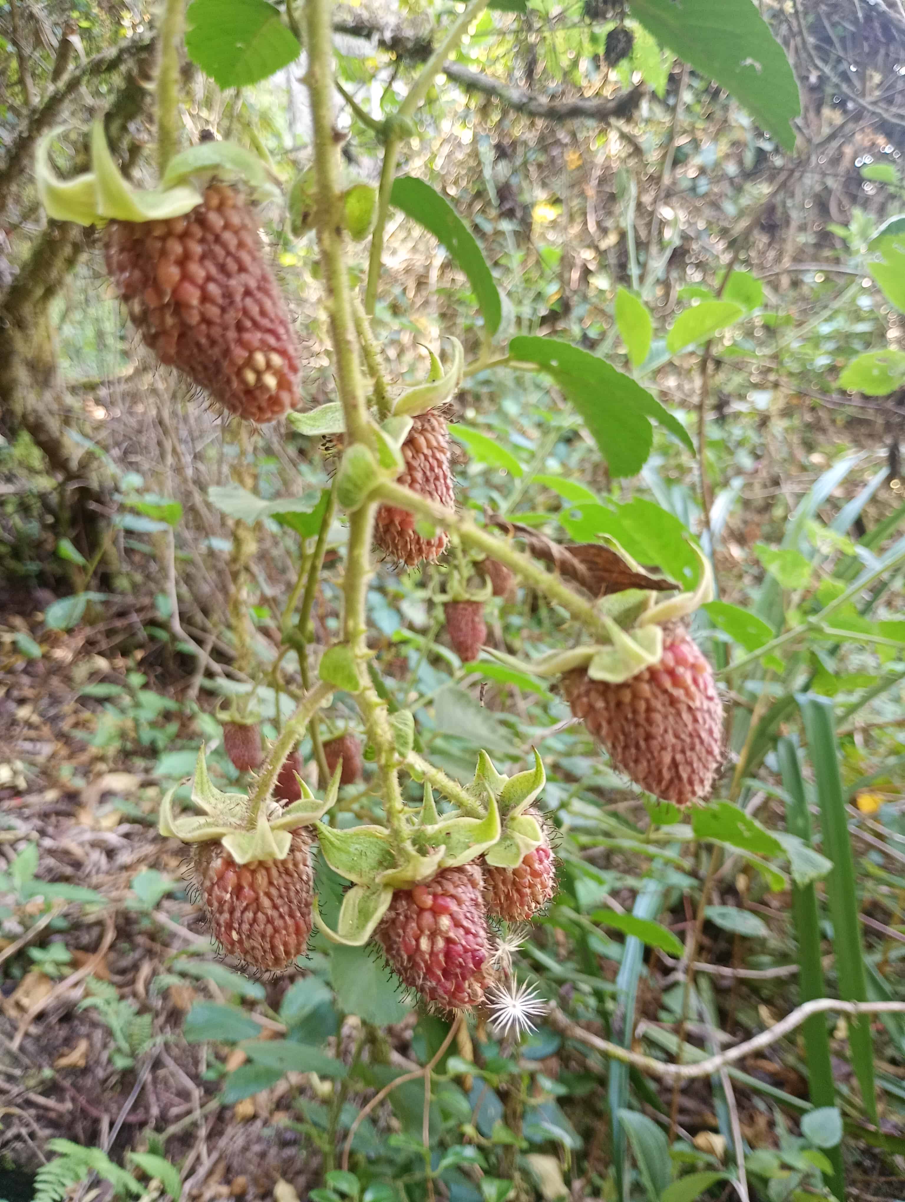 Flora nativa