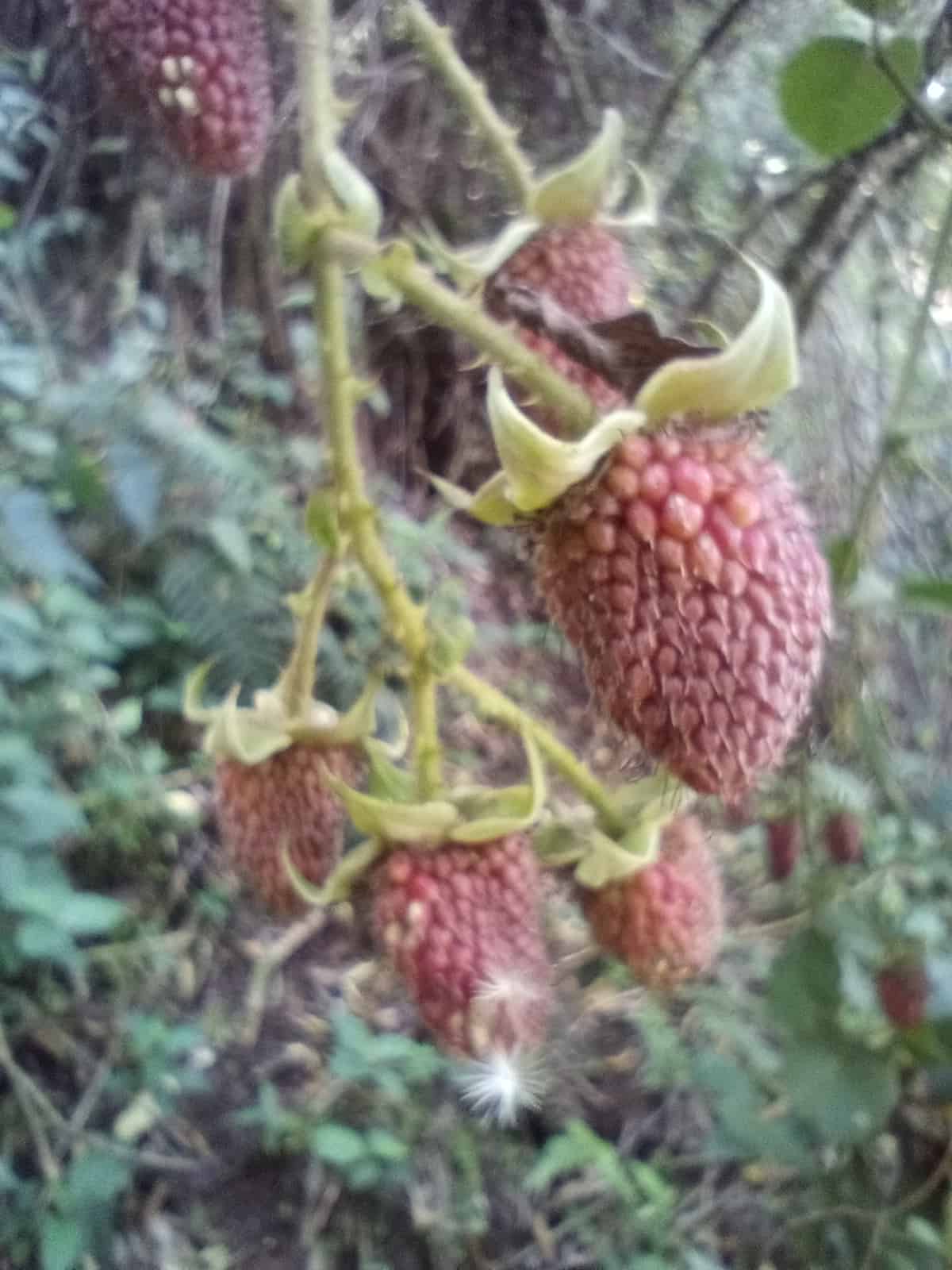 Vegetación andina