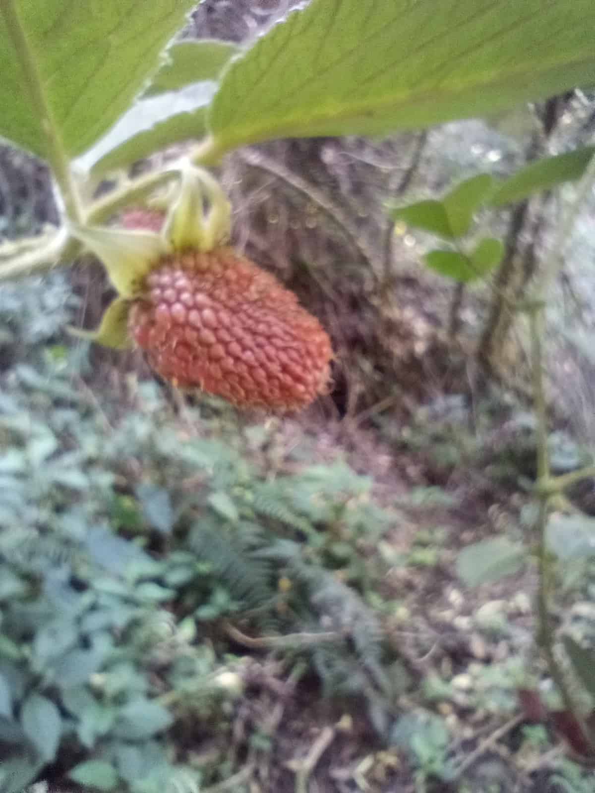 Bosque alto andino