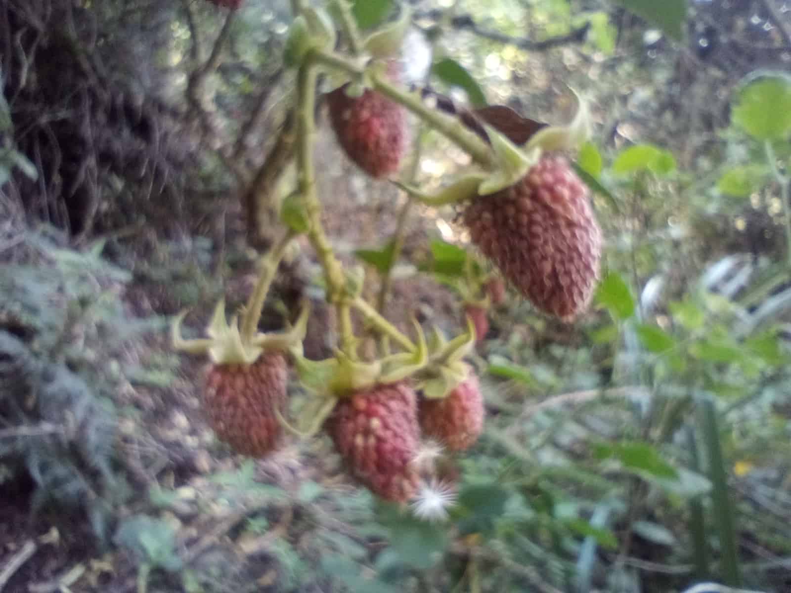 Paisaje verde