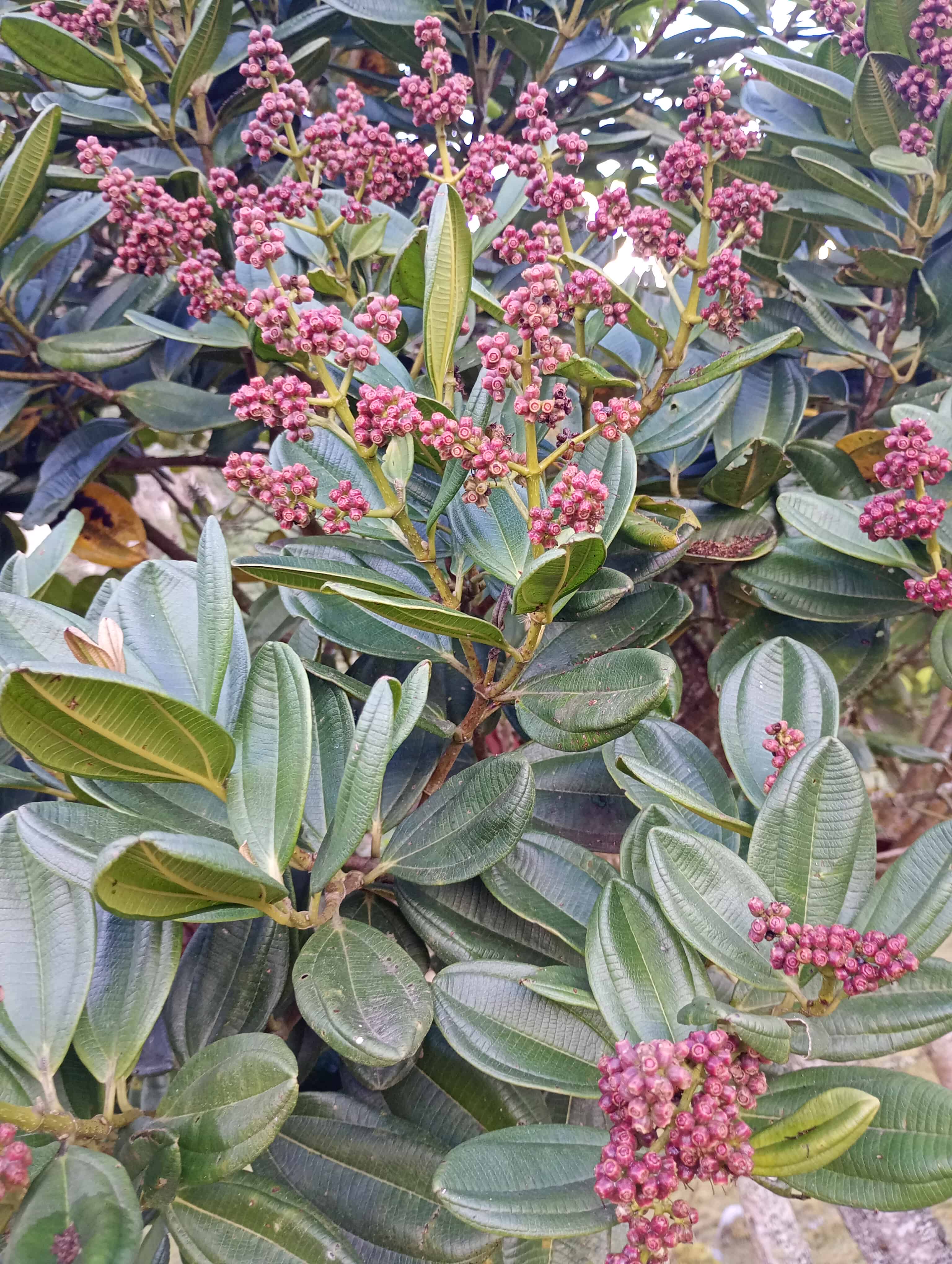 Vegetación del páramo