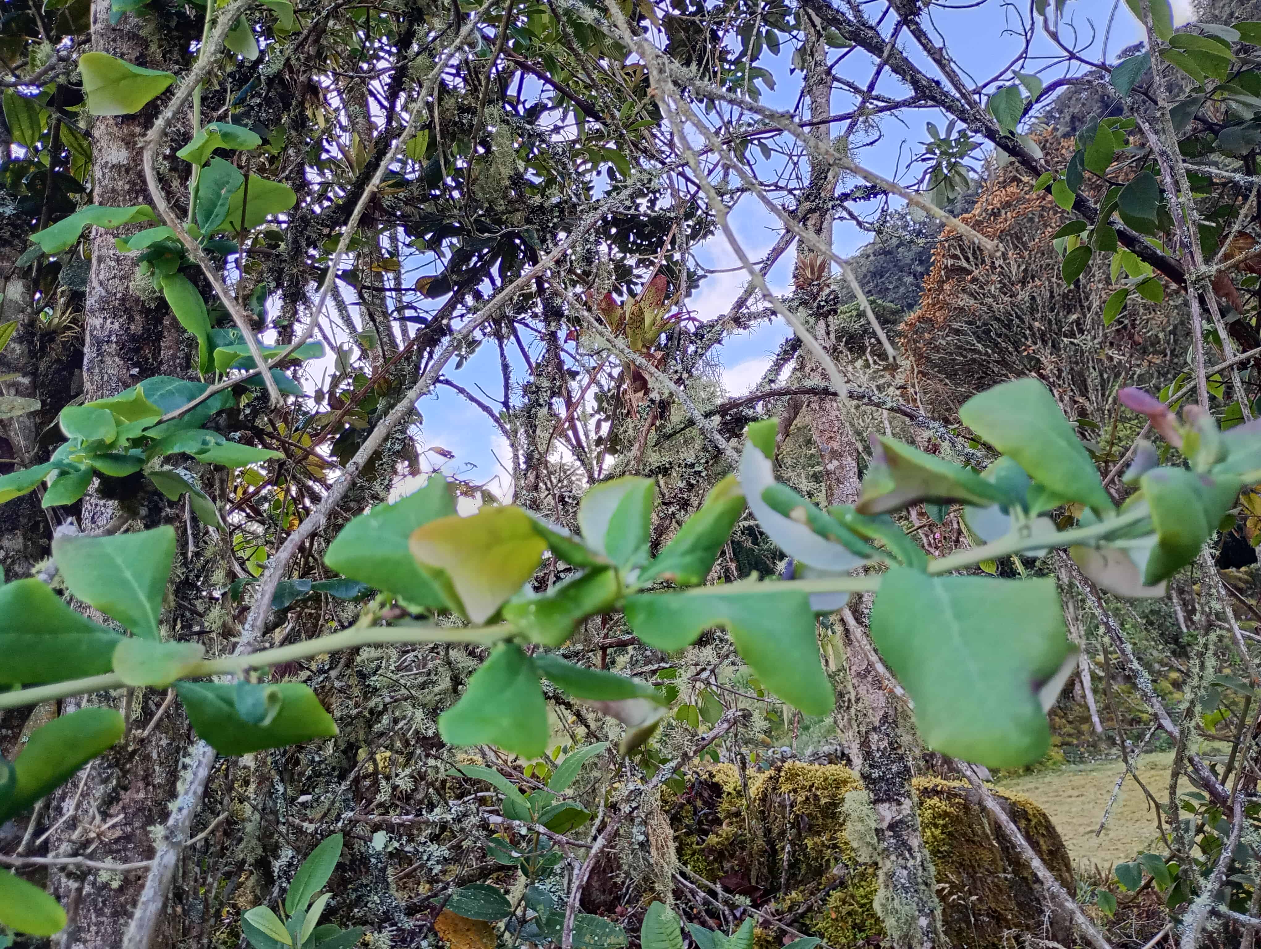 Montañas y naturaleza en Camping El Higuerón
