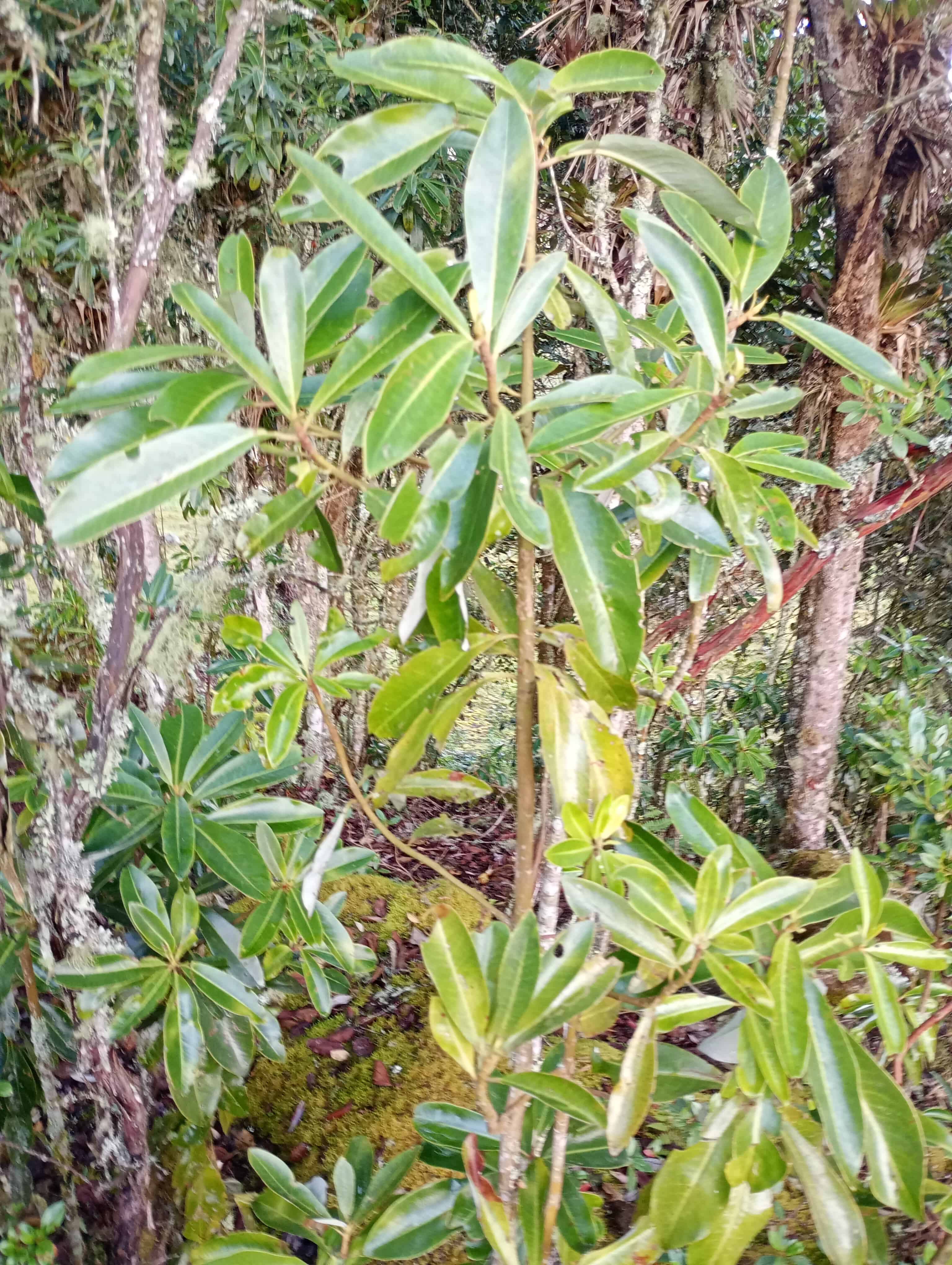 Montañas