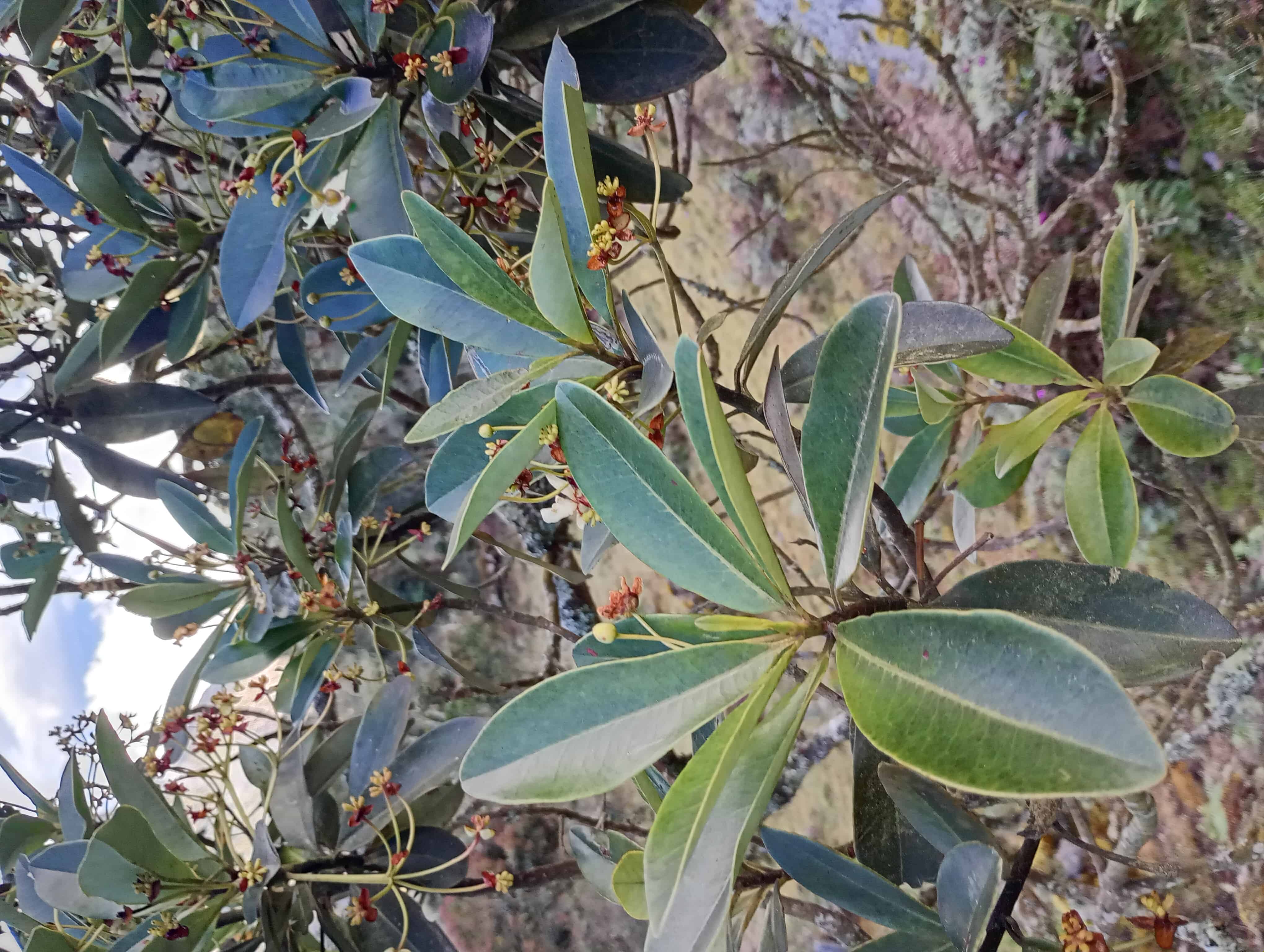 Sendero en el bosque