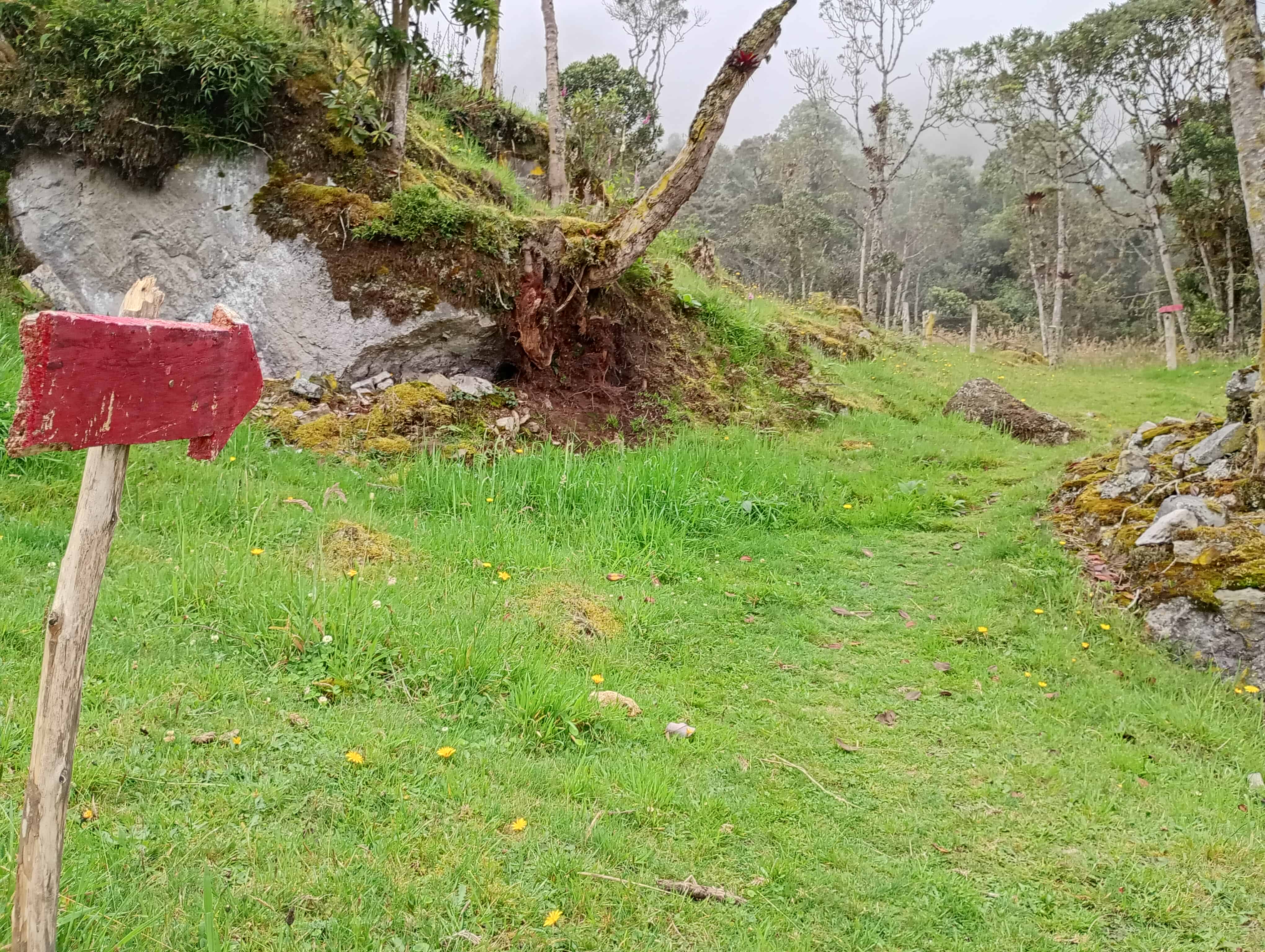 Bosque alto andino