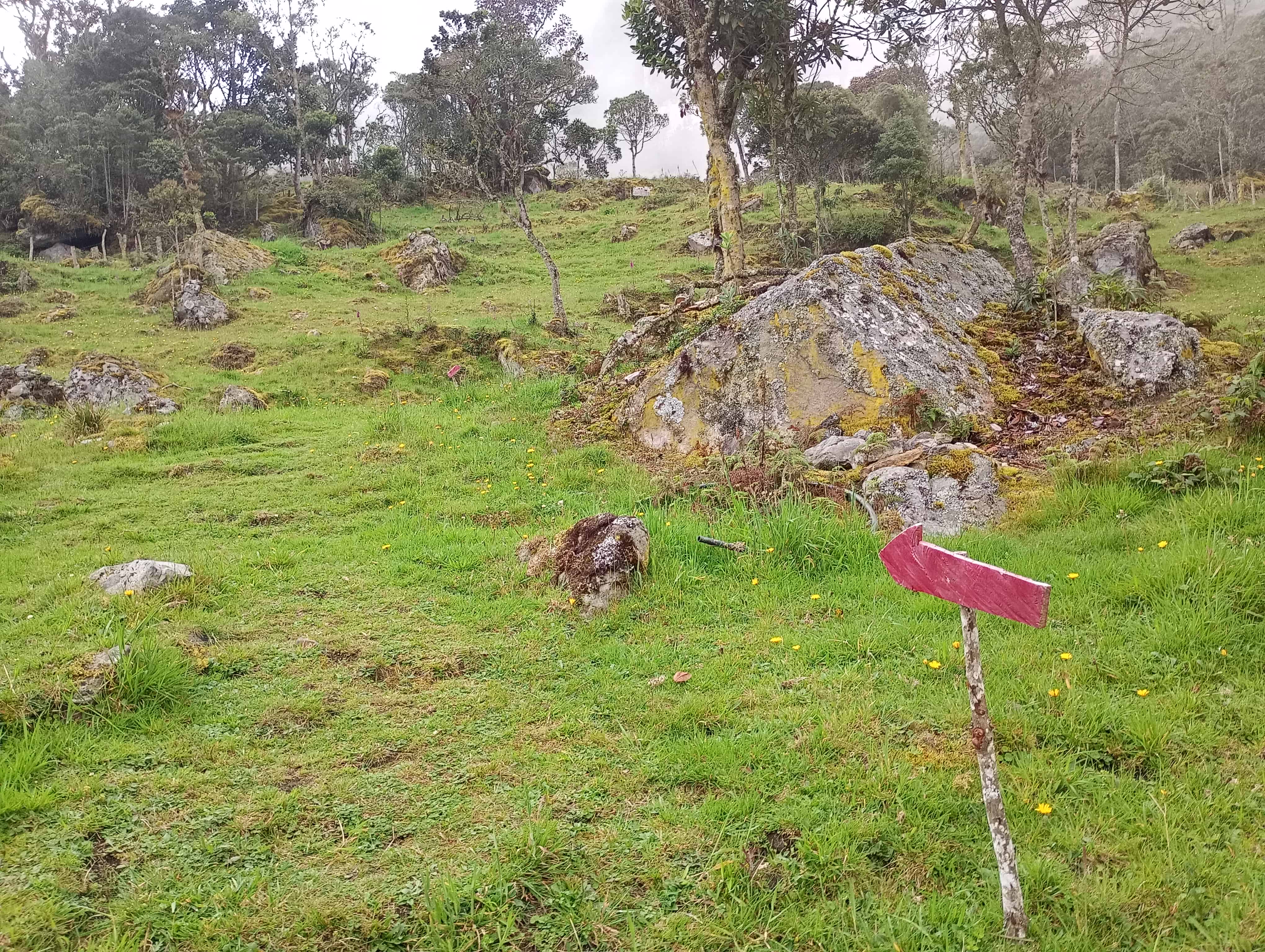 Bosque alto andino