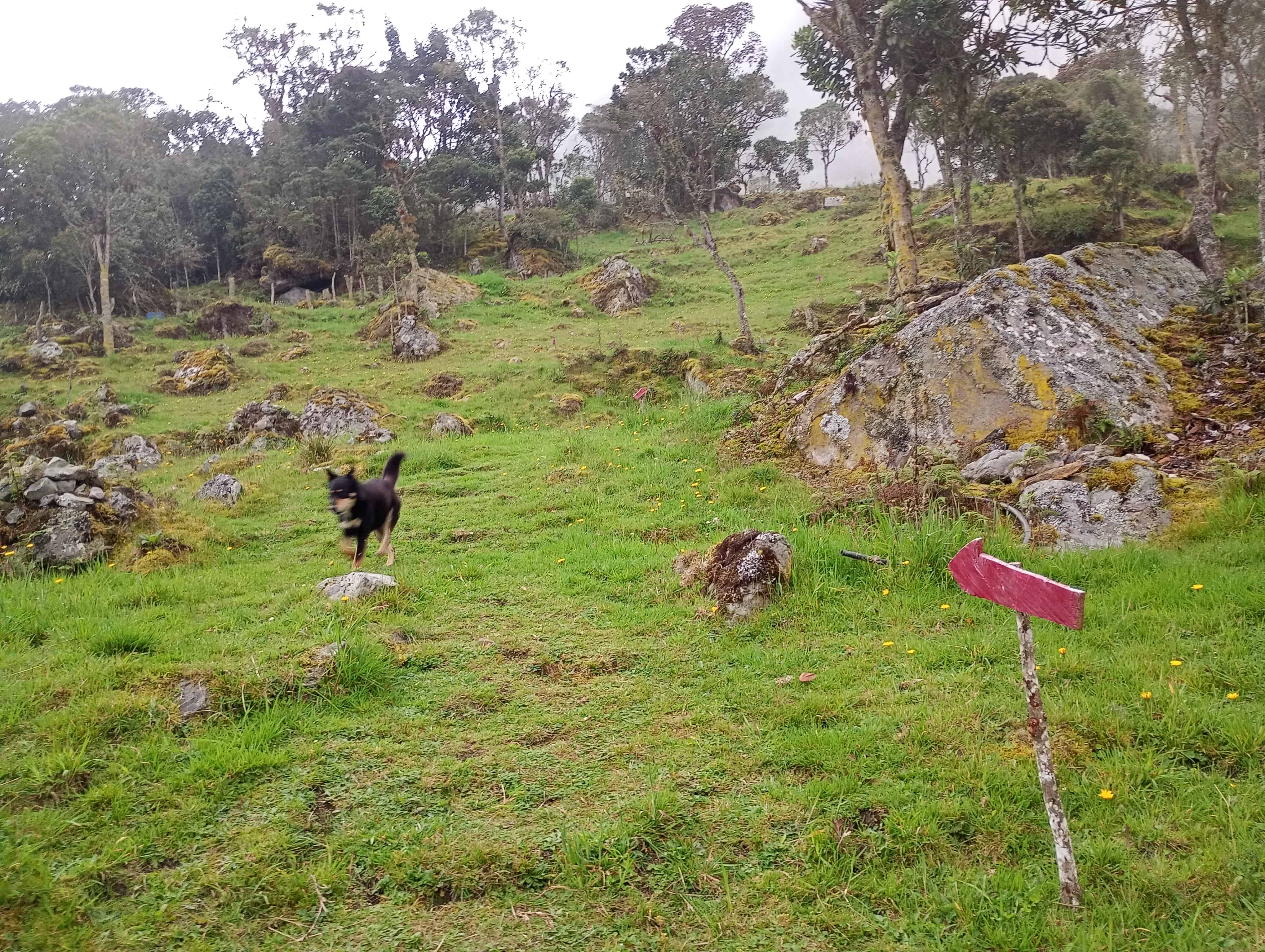 Vista del bosque