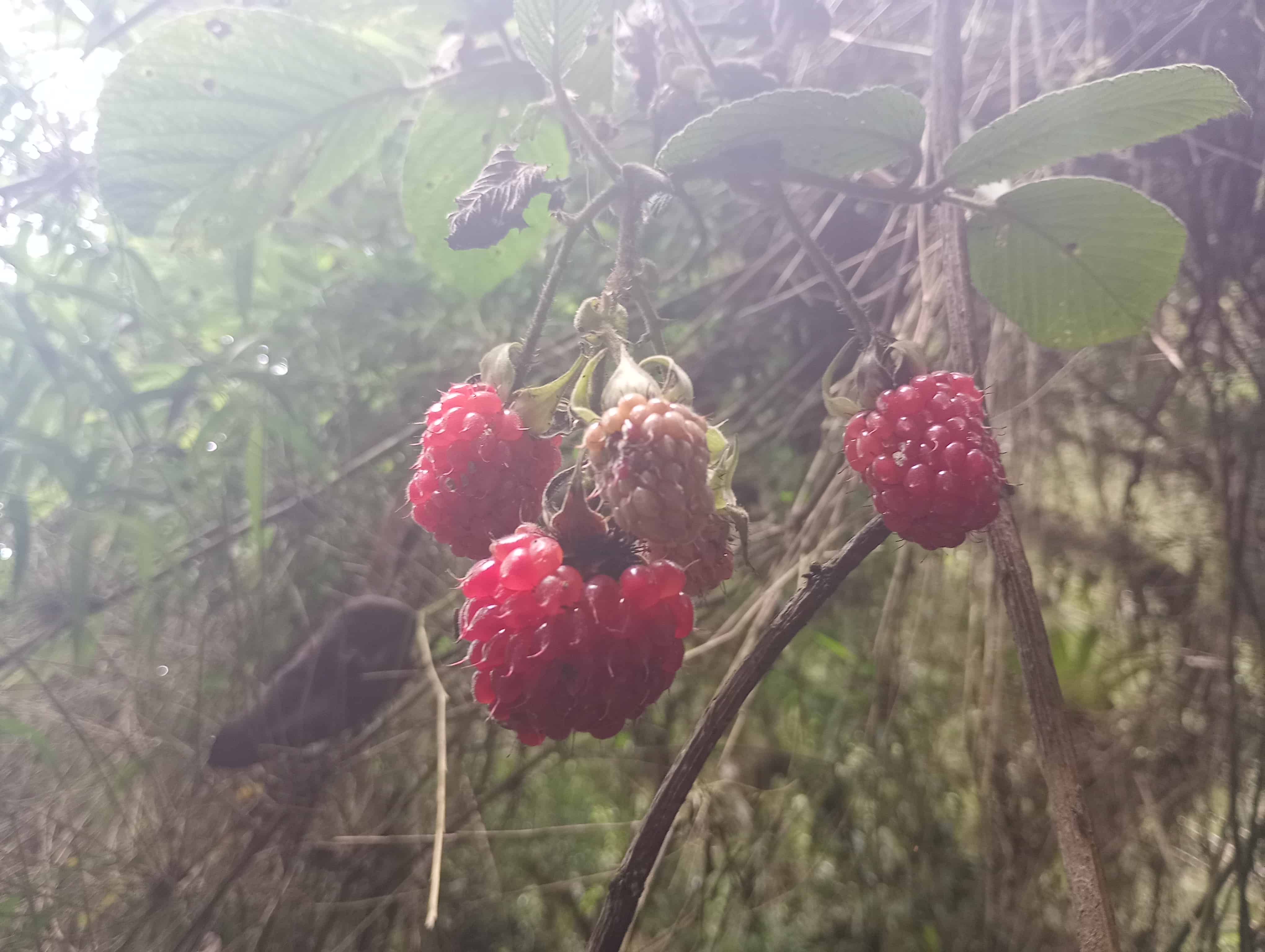 Naturaleza