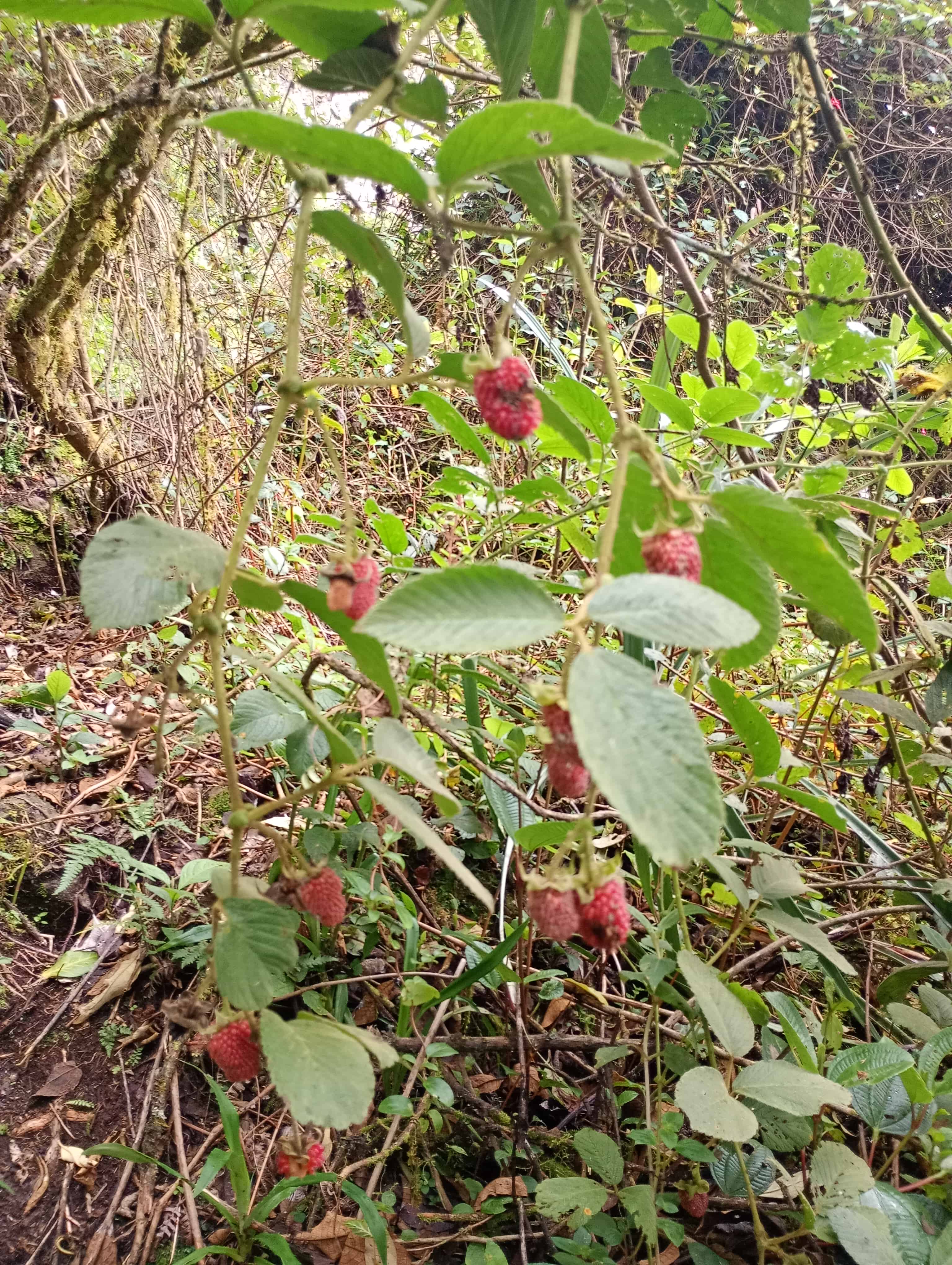 Bosque verde