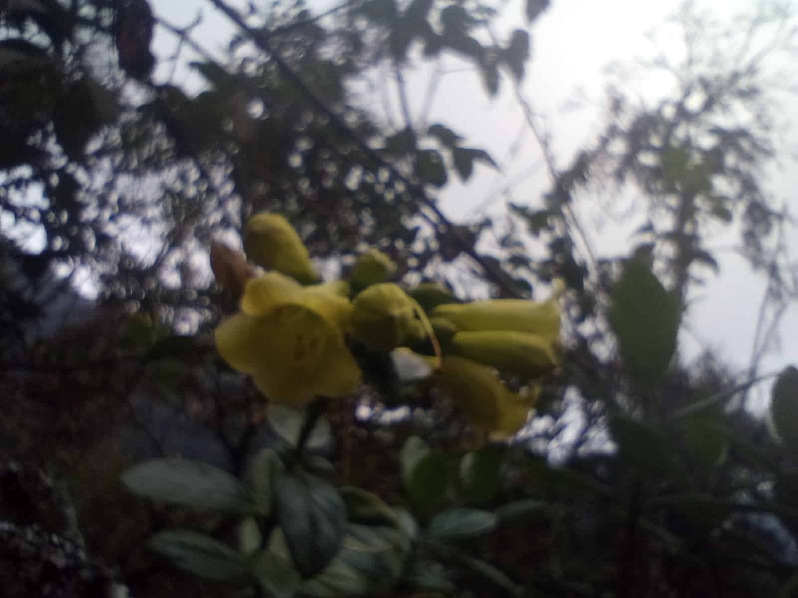 Naturaleza verde