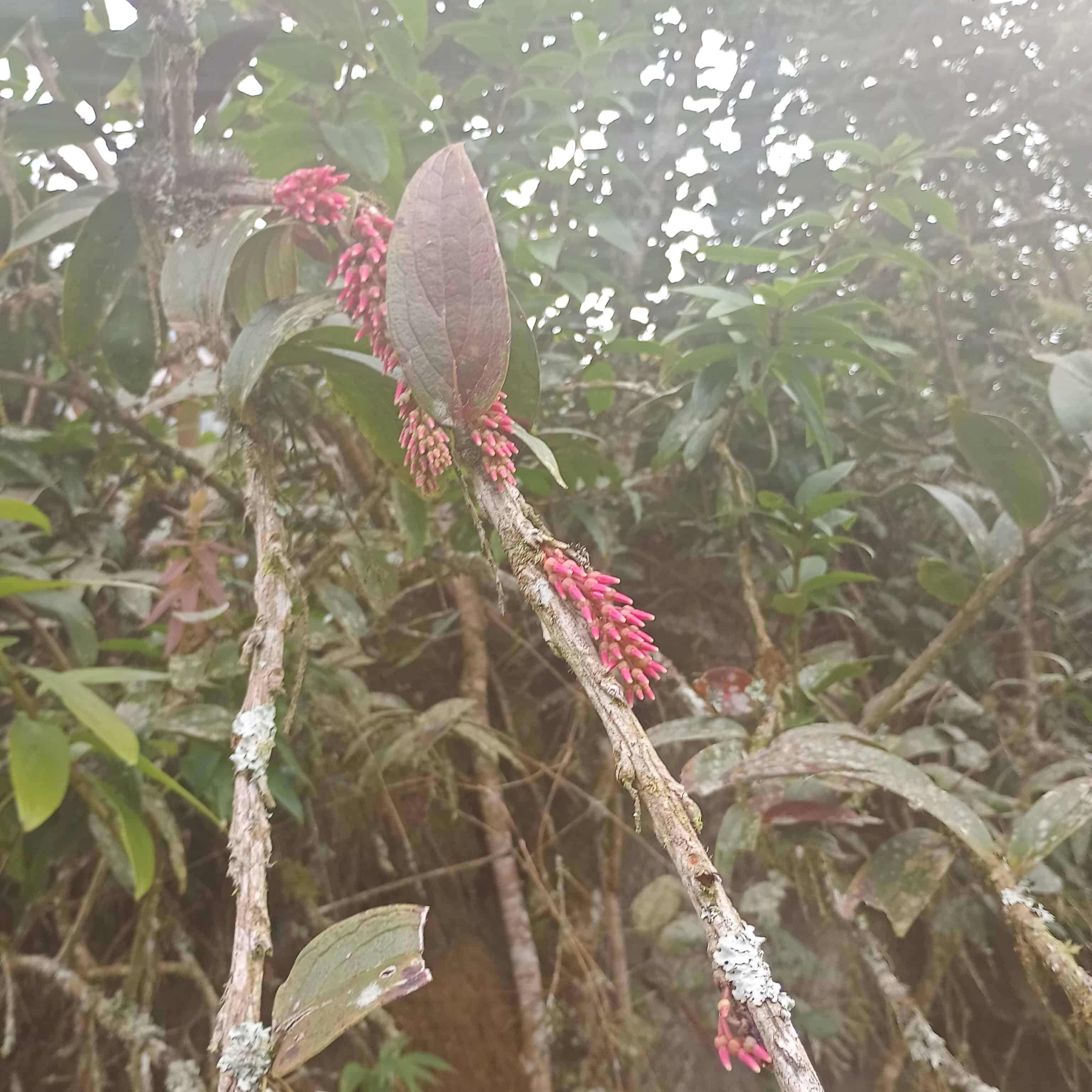 Naturaleza verde
