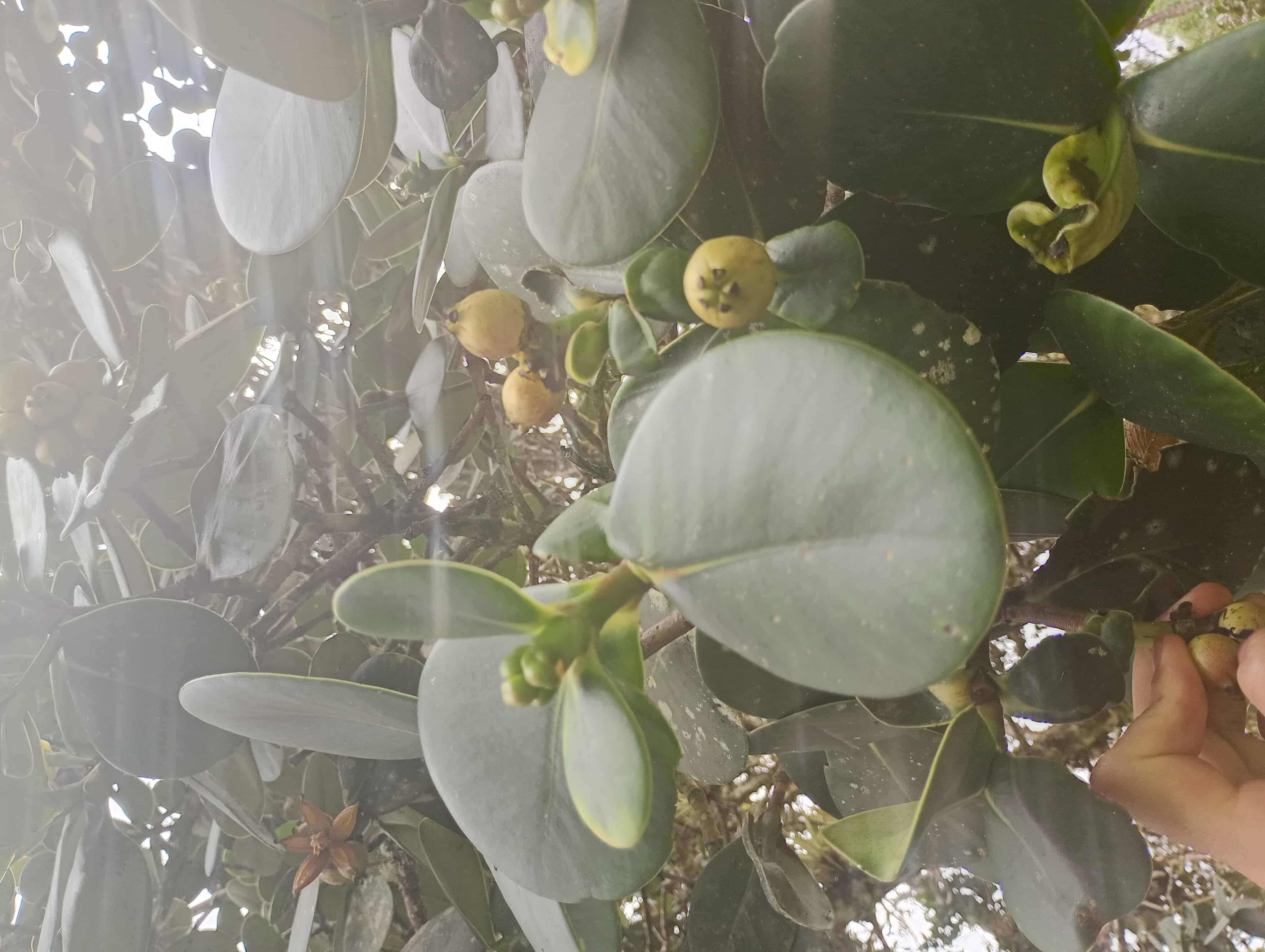 Naturaleza