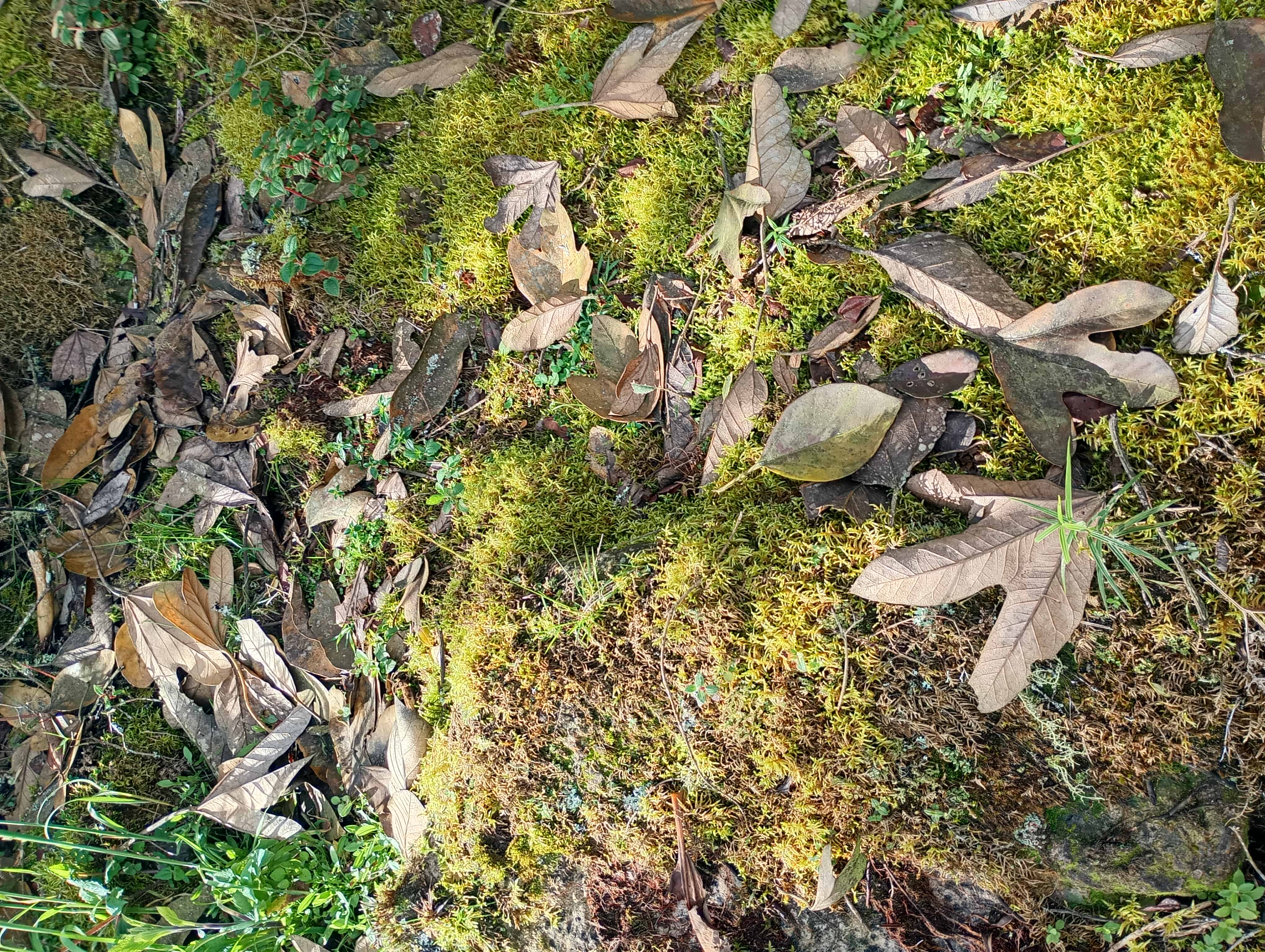 Naturaleza verde