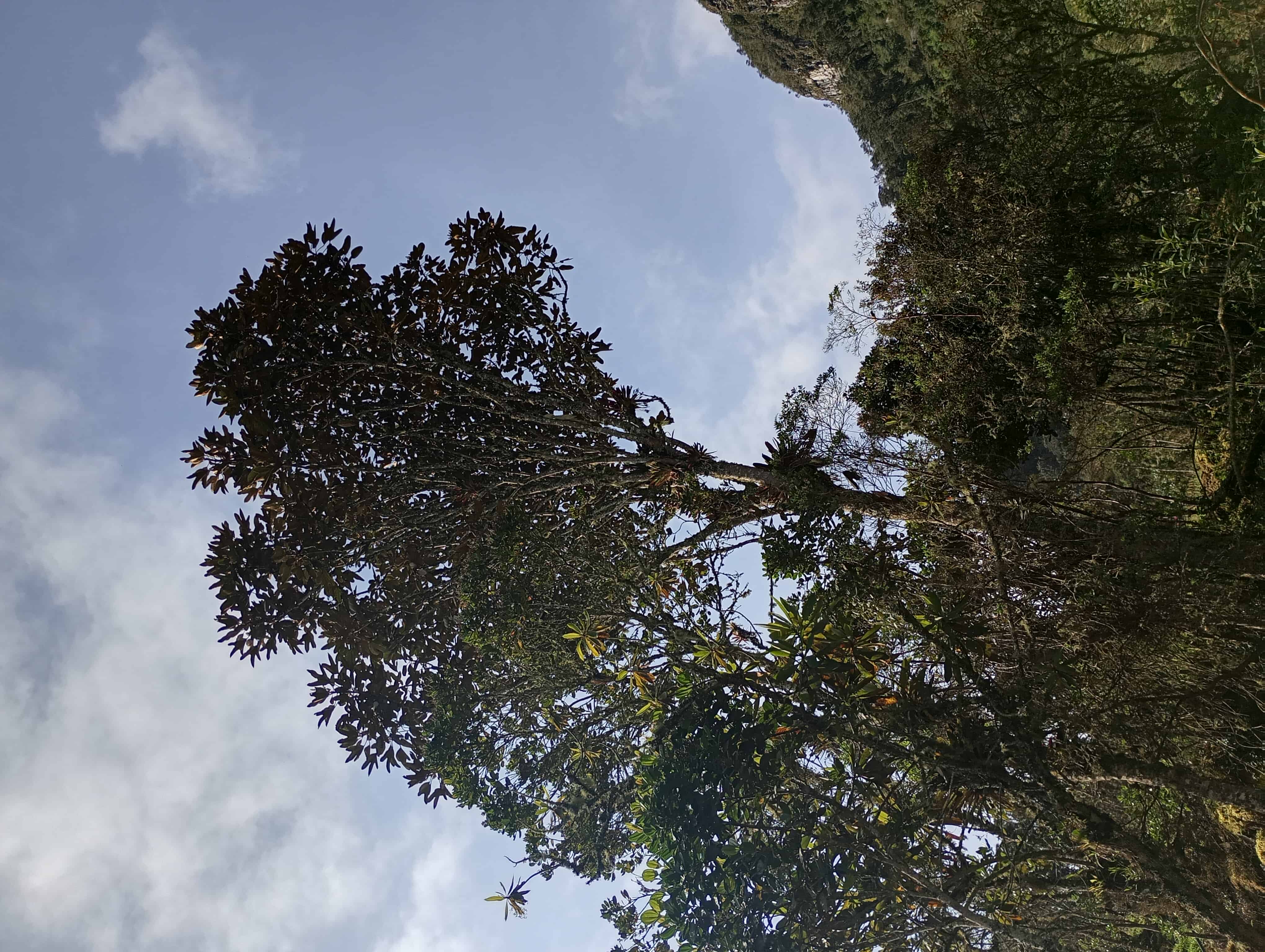 Bosque