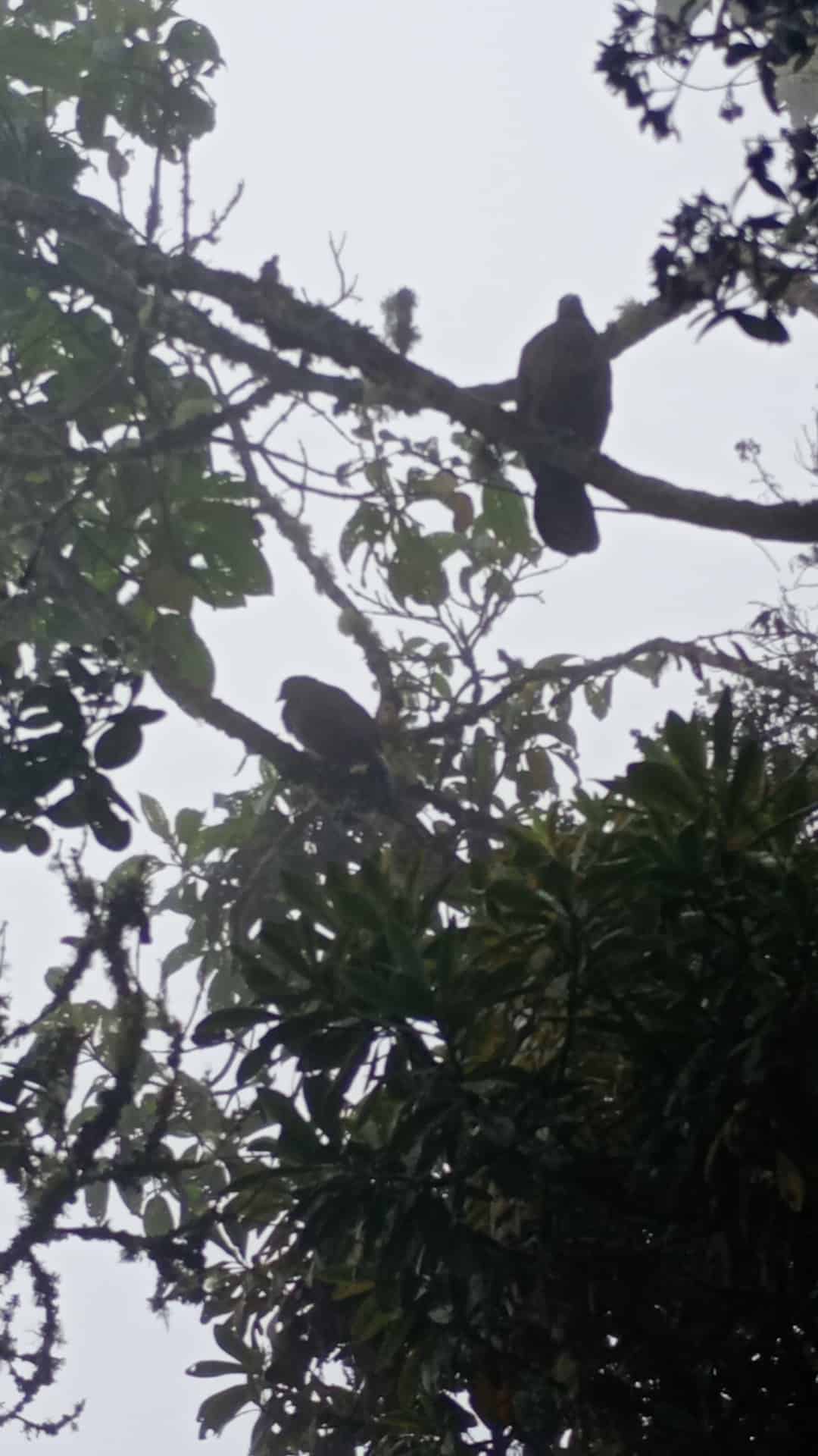Bosque verde