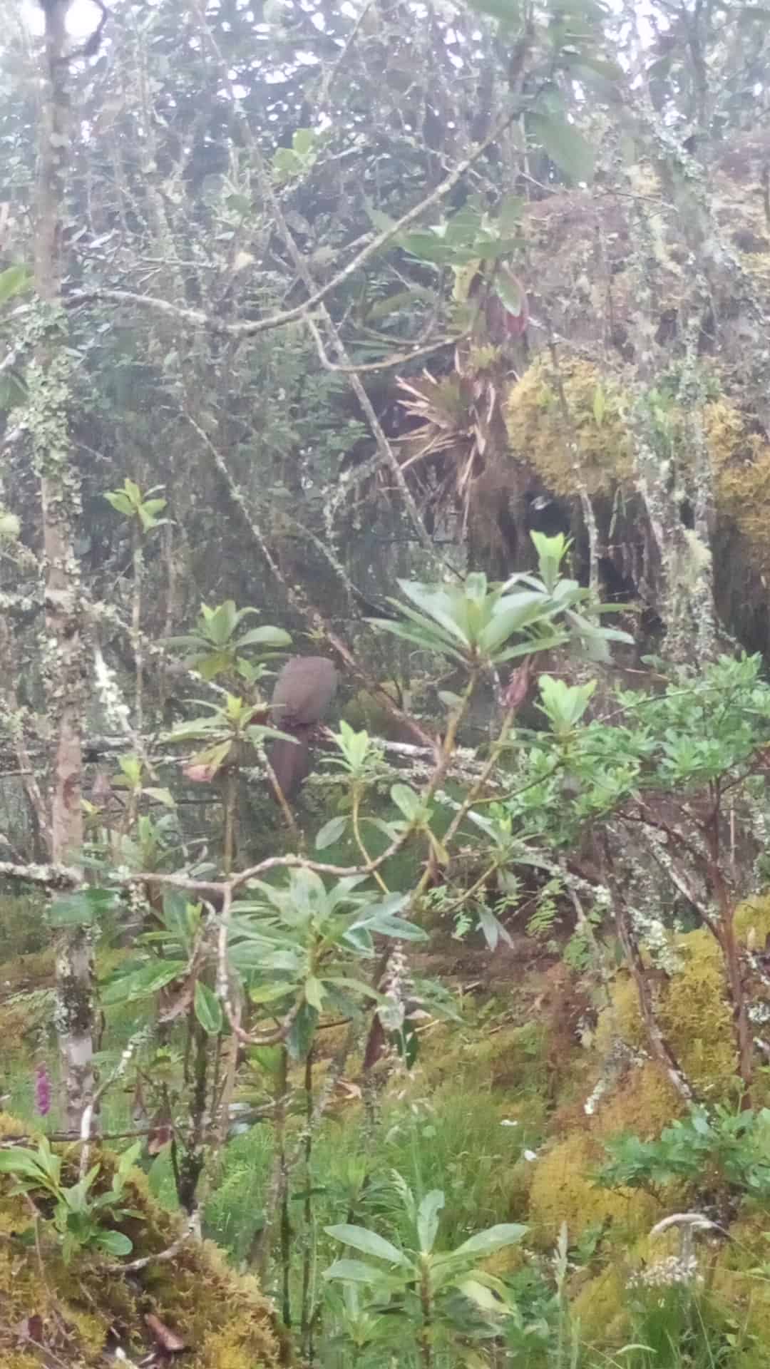 Montaña hermosa