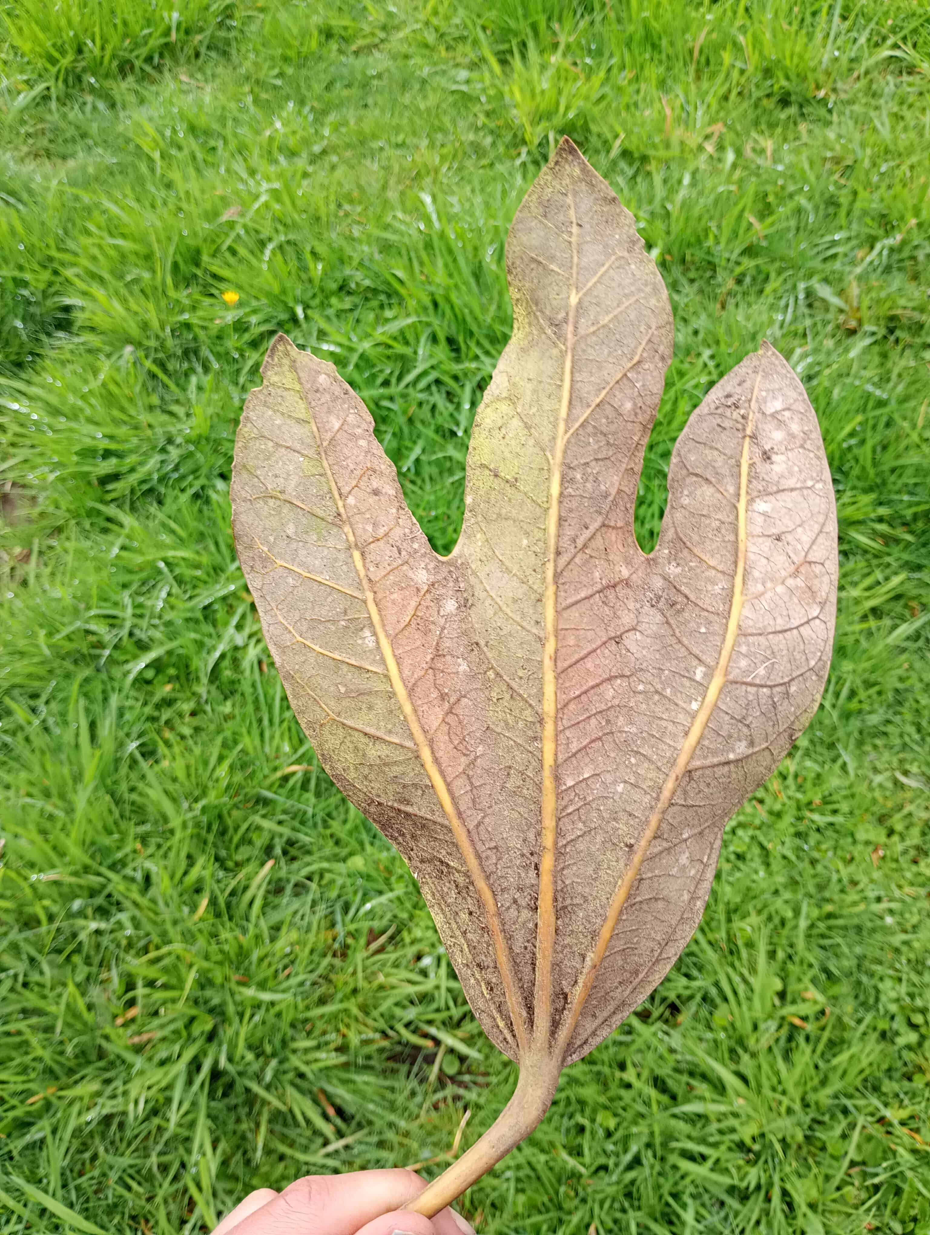 Bosque verde