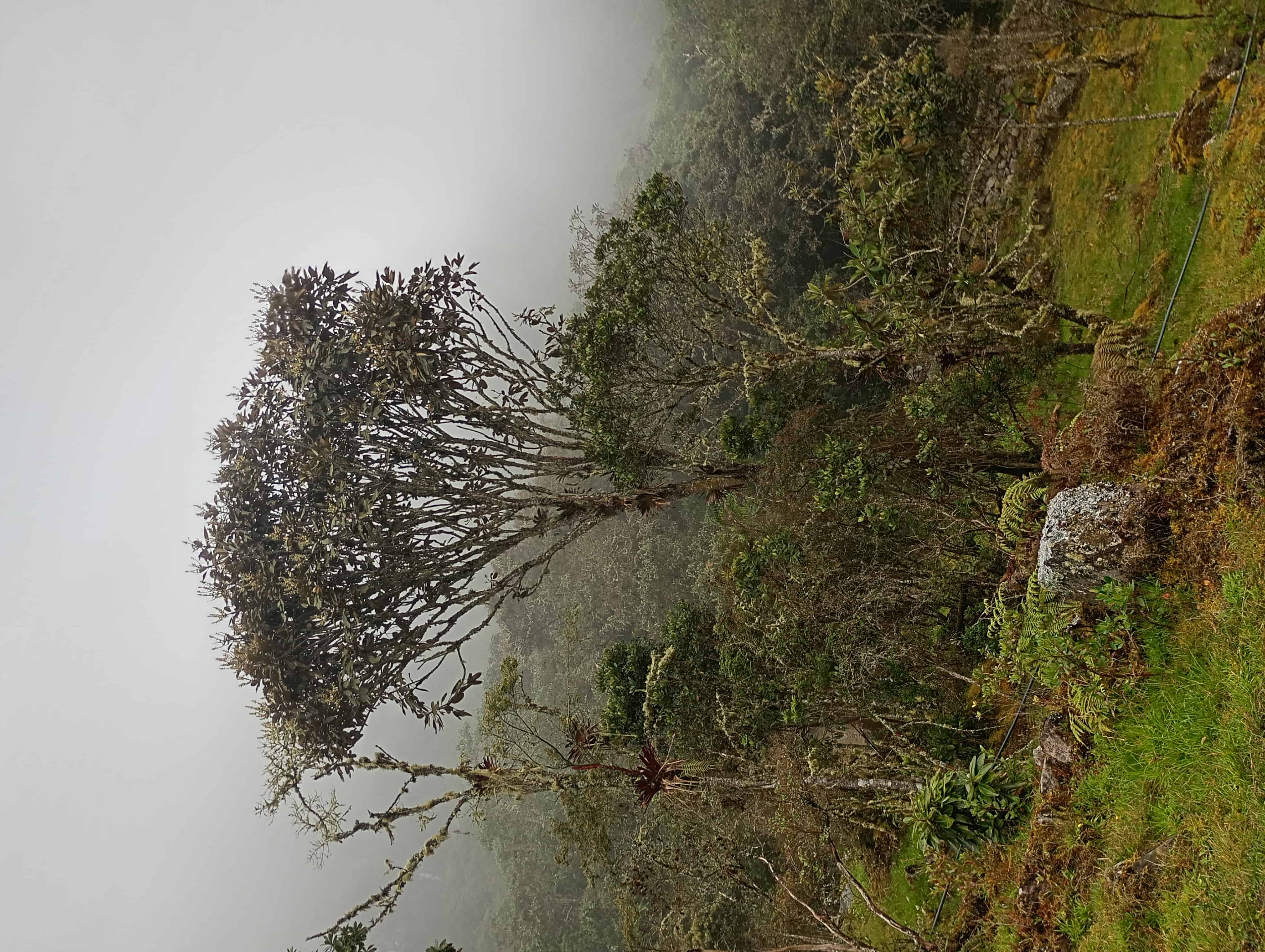 Bosque verde