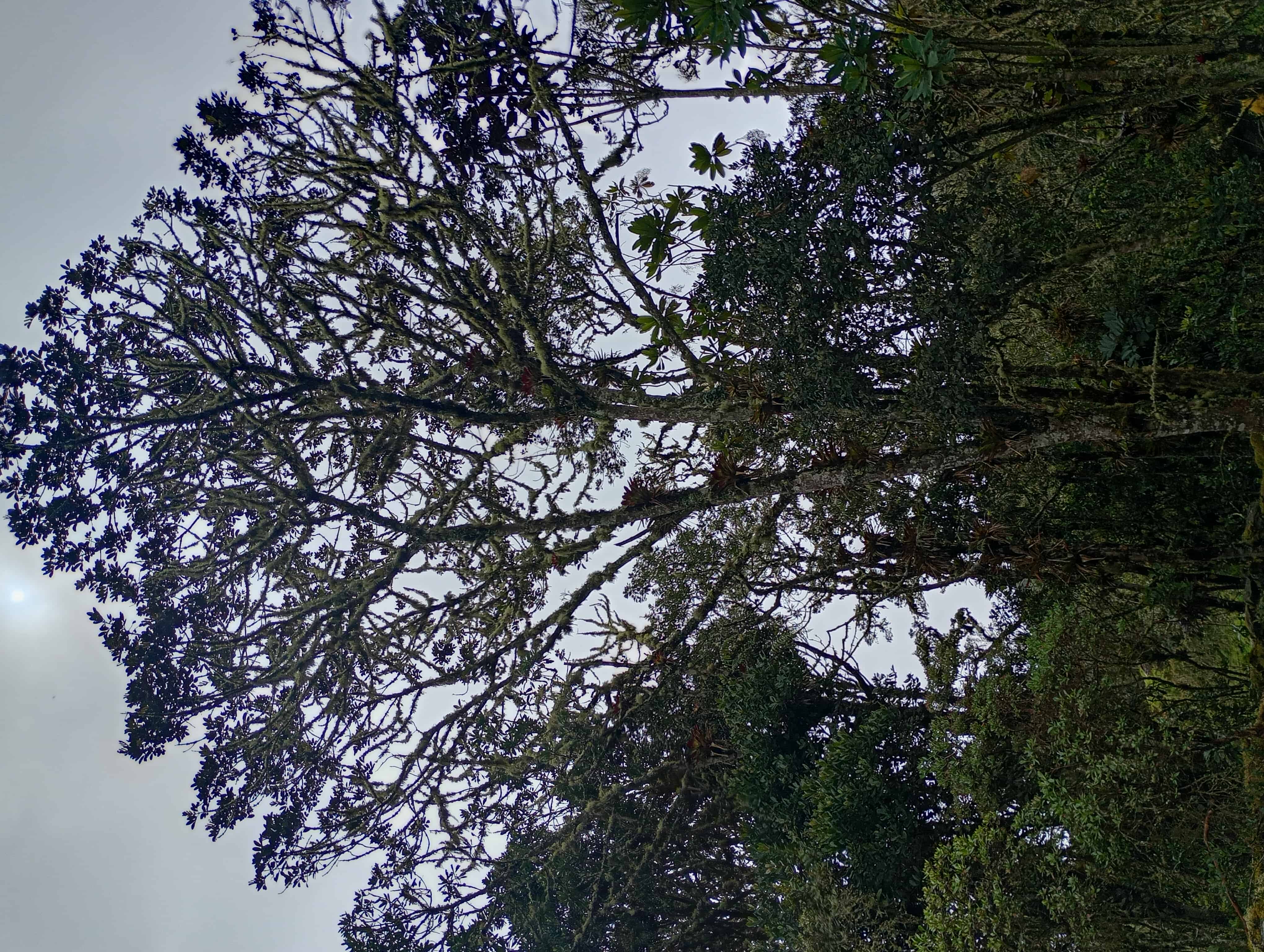 Naturaleza