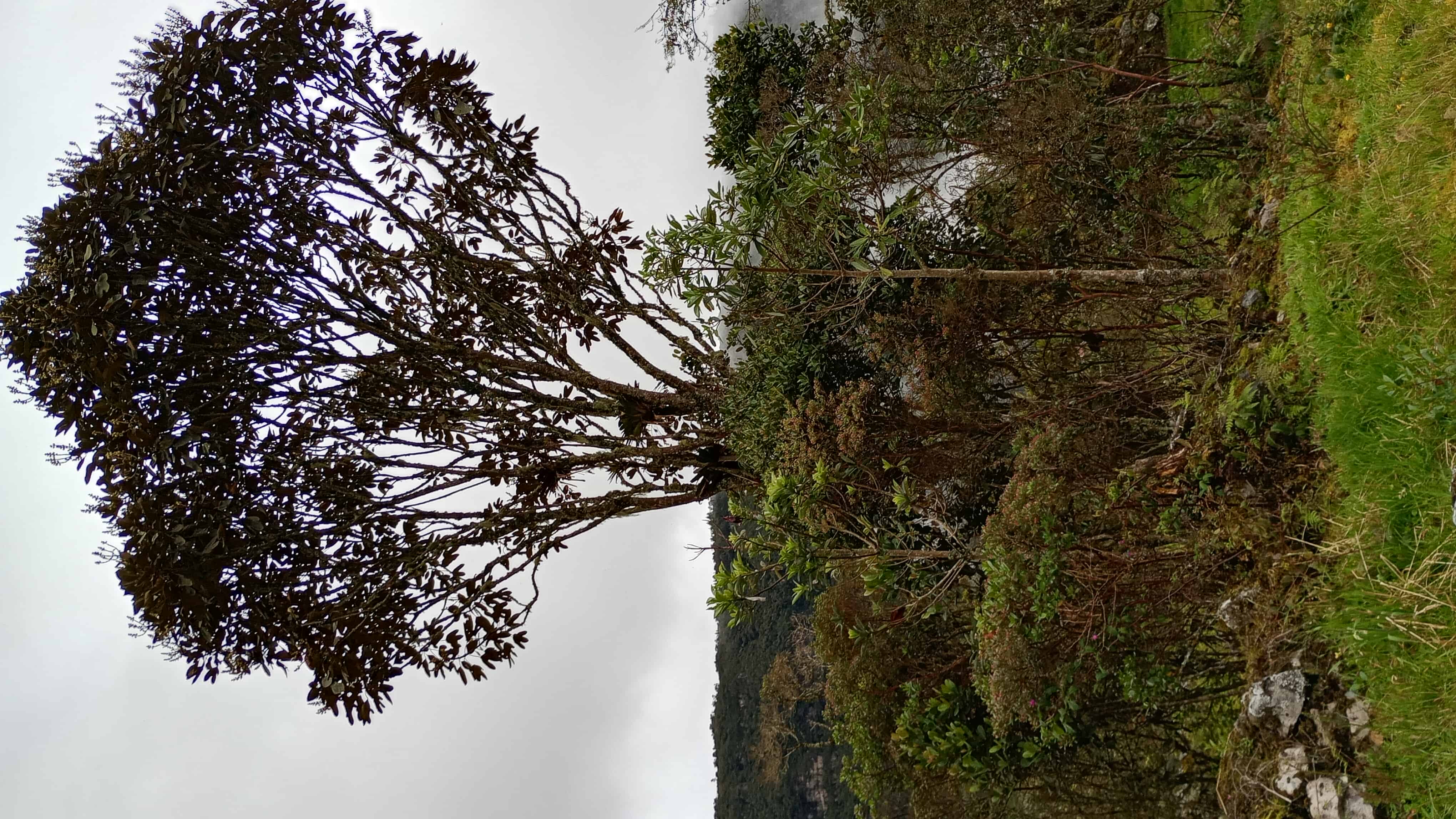 Naturaleza verde