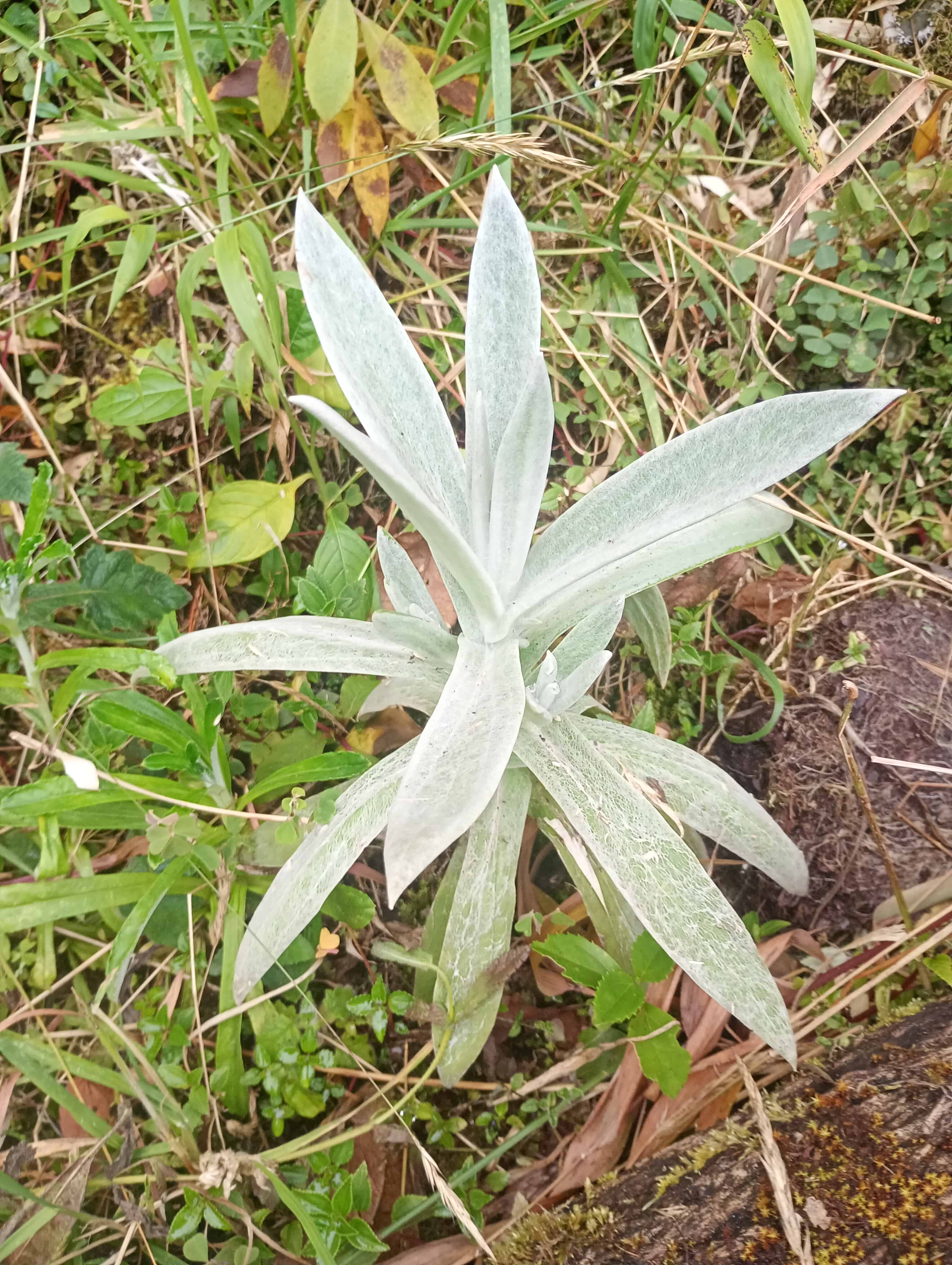 Bosque verde