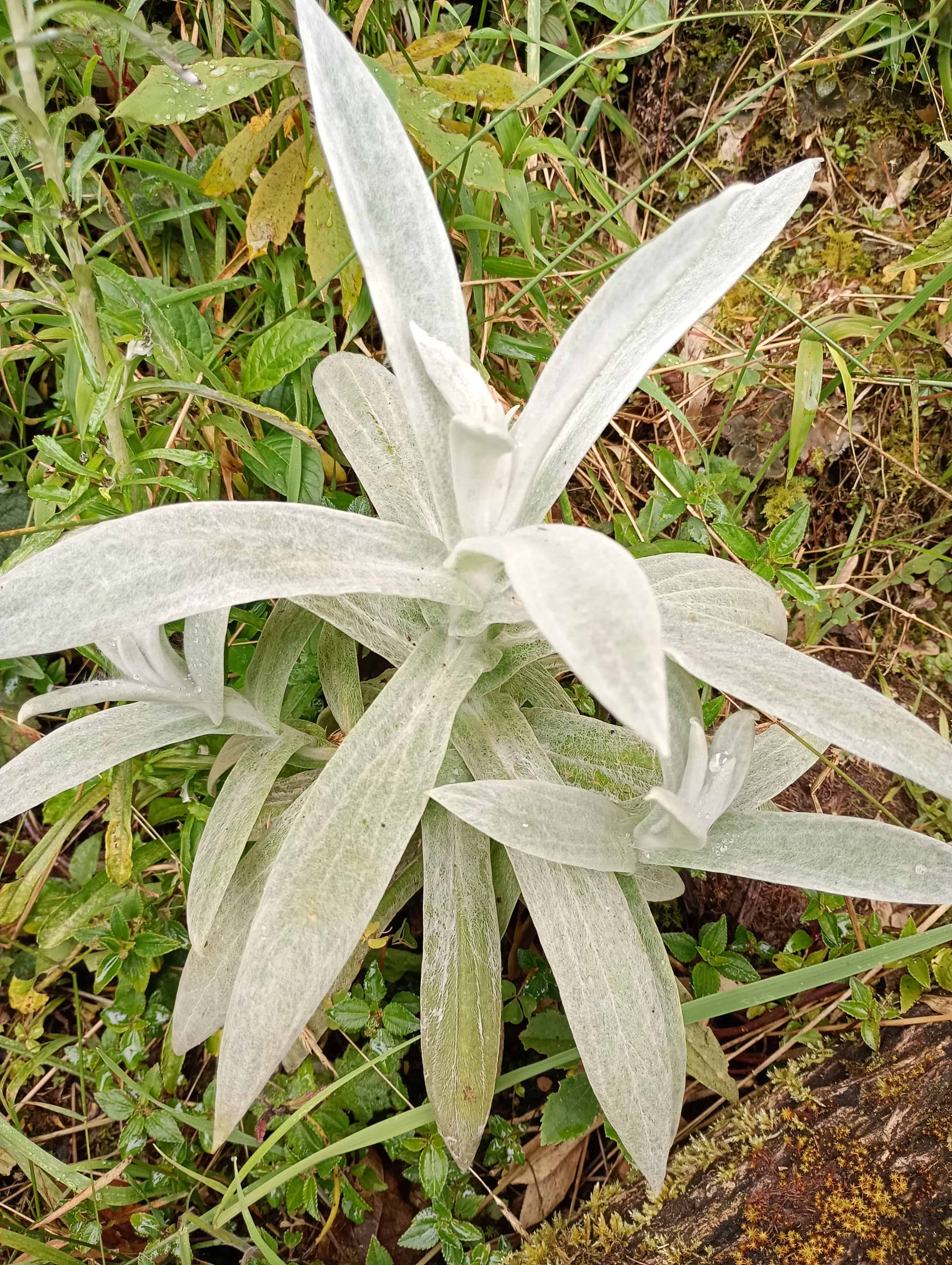 Naturaleza verde